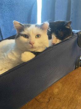Rescue Domestic Long Hair Cats for Adoption in West Lafayette, Indiana - Obie And Roger | PetCurious