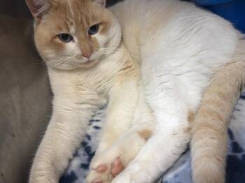 Domestic Short Hair Cats Available for Adoption - Cecil | PetCurious