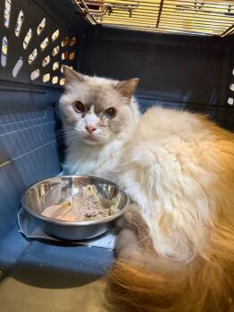 Victoria -  Ragdoll Cat for Adoption in New Braunfels, Texas - Victoria | PetCurious