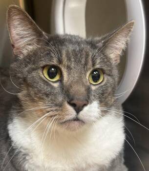 Jaeger -  Domestic Short Hair Cat for Adoption in Sioux City, Iowa - Jaeger | PetCurious