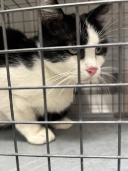 MEGAHN -  Domestic Short Hair Cat for Adoption in Las Vegas, Nevada - MEGAHN | PetCurious