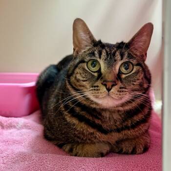 Rescue Domestic Medium Hair Cats for Adoption in Morgan Hill, California - Nana | PetCurious