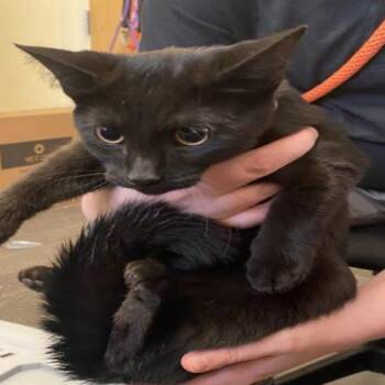 Wednesday -  Domestic Short Hair Cat for Adoption in Grantsville, Utah - Wednesday | PetCurious