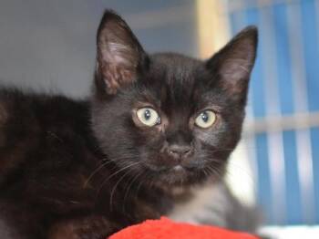 Oatmeal Creme Pie -  Domestic Short Hair Cat for Adoption in Portland, Oregon - Oatmeal Creme Pie | PetCurious