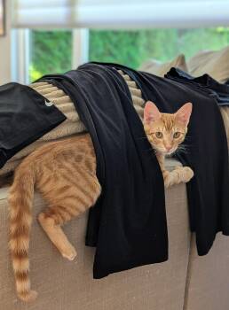 Gryffin -  Domestic Short Hair Cat for Adoption in Burnaby, British Columbia - Gryffin | PetCurious
