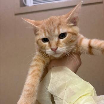 Mandarin -  Domestic Short Hair Cat for Adoption in Pekin, Illinois - Mandarin | PetCurious