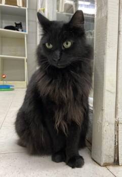 Banjo -  Domestic Short Hair Cat for Adoption in Huntington, New York - Banjo | PetCurious