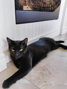 WYNONA (FA-FF) -  Domestic Short Hair Cat for Adoption in Sainte-angèle-de-monnoir, Quebec - WYNONA (FA-FF) | PetCurious