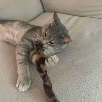 Capulet -  Domestic Short Hair Cat for Adoption in Evanston, Illinois - Capulet | PetCurious