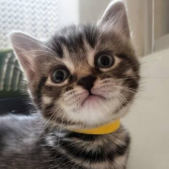 Sargeant Turtle Dove [yellow] -  Domestic Short Hair Cat for Adoption in Baltimore, Maryland - Sargeant Turtle Dove [yellow] | PetCurious