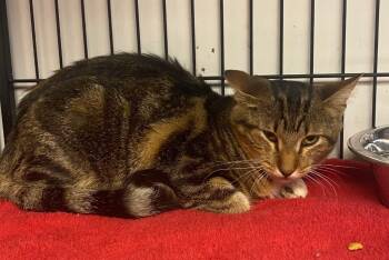 Rescue Domestic Short Hair Cats for Adoption in Lockhart, Texas - Charlea | PetCurious