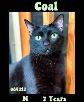 Rescue Domestic Short Hair Cats for Adoption in INDN HBR BCH, Florida - Coal NC | PetCurious