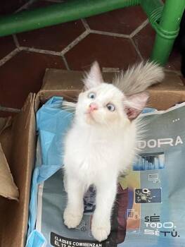 Mota -  Domestic Short Hair Cat for Adoption in Naranjito, Naranjito - Mota | PetCurious