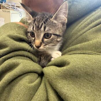 Domestic Short Hair Cats Available for Adoption in Columbiana, Alabama - Eddard | PetCurious