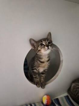Bonkers -  Domestic Short Hair Cat for Adoption in Savannah, Georgia - Bonkers | PetCurious