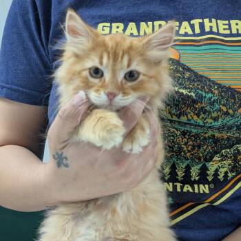 Apollo -  Domestic Long Hair Cat for Adoption in Canton, Illinois - Apollo | PetCurious