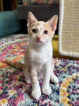 Kane -  Domestic Short Hair Cat for Adoption in Sunrise, Florida - Kane | PetCurious