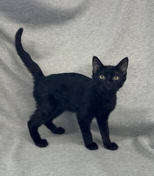 Phoebe -  Domestic Short Hair Cat for Adoption in Newberg, Oregon - Phoebe | PetCurious