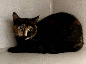 Domestic Short Hair Cats Available for Adoption - Squid | PetCurious