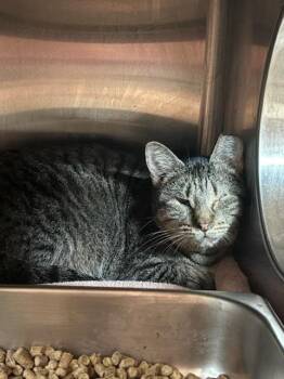 CORSICA -  Domestic Short Hair Cat Available for Adoption in Jacksonville, Florida - CORSICA | PetCurious