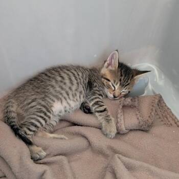 Mr. Green -  American Shorthair Cat for Adoption in Freeport, Florida - Mr. Green | PetCurious