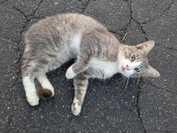 Domestic Short Hair Cats Available for Adoption - South Paw | PetCurious