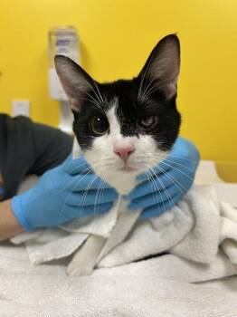 Moon -  Domestic Short Hair Cat for Adoption in Raleigh, North Carolina - Moon | PetCurious
