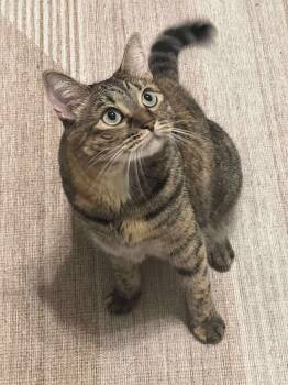 Rescue Domestic Short Hair Cats for Adoption in Newnan, Georgia - Jodi- Della | PetCurious