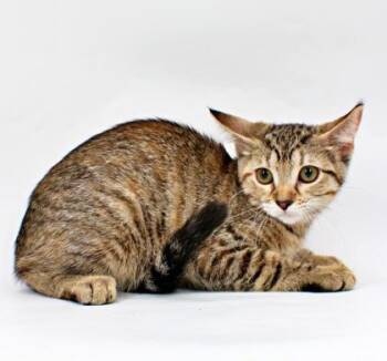Peaches -  Domestic Short Hair Cat for Adoption in Morton Grove, Illinois - Peaches | PetCurious