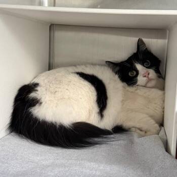 Tilly -  Domestic Medium Hair Cat for Adoption in Cedaredge, Colorado - Tilly | PetCurious