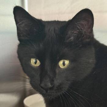 Domestic Short Hair Cats Available for Adoption in Ottawa, Kansas - Pepper | PetCurious