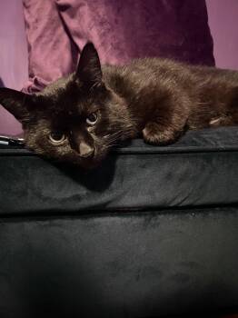 Midnight -  Domestic Short Hair Cat for Adoption in Philadelphia, Pennsylvania - Midnight | PetCurious