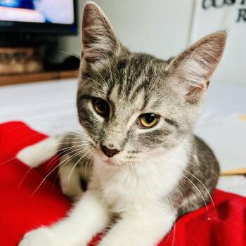Pips -  Domestic Short Hair Cat for Adoption in Richmond, Virginia - Pips | PetCurious