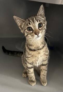 NISHA -  Domestic Short Hair Cat for Adoption in Leesburg, Virginia - NISHA | PetCurious