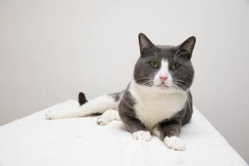 Rescue Domestic Short Hair Cats for Adoption in Montclair, New Jersey - Raspberry Tart | PetCurious