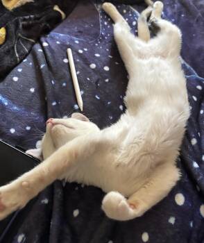 New Star -  Domestic Short Hair Cat for Adoption in Colorado Springs, Colorado - New Star | PetCurious