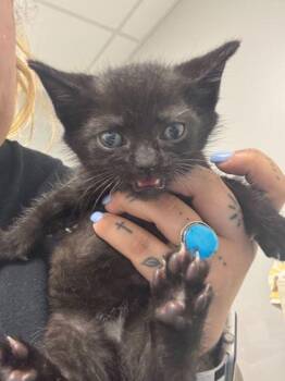 Domestic Short Hair Cats Available for Adoption in Sevierville, Tennessee - Walnut | PetCurious