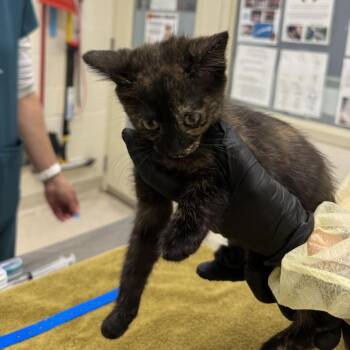 Milky Way -  Domestic Short Hair Cat for Adoption in Murray, Utah - Milky Way | PetCurious