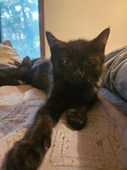 Rescue Domestic Short Hair Cats for Adoption in Berkeley Heights, New Jersey - AJ | PetCurious