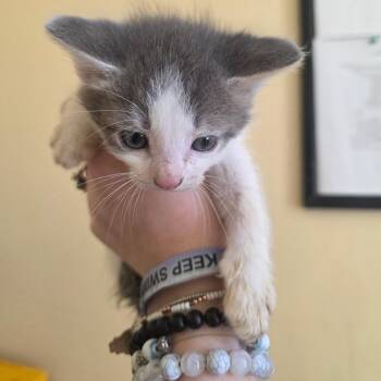 Domestic Short Hair Cats Available for Adoption in Corinth, Mississippi - Thunder | PetCurious