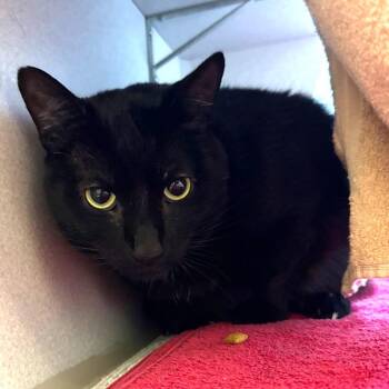 Shadow -  Domestic Short Hair Cat for Adoption in Pittsburgh, Pennsylvania - Shadow | PetCurious