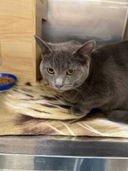 Russian Blue Cats Available for Adoption in Clarksville, Tennessee - Ringo Union | PetCurious