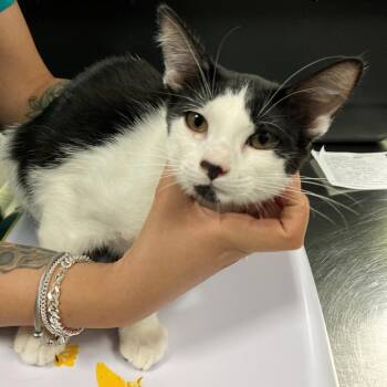 Tuxy -  Domestic Short Hair Cat for Adoption in Las Cruces, New Mexico - Tuxy | PetCurious
