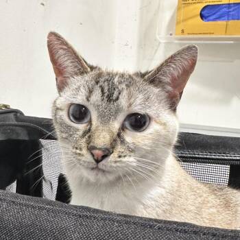 Siamese Cats Available for Adoption - Munch | PetCurious