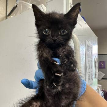 Cakester -  Domestic Short Hair Cat for Adoption in San Antonio, Texas - Cakester | PetCurious
