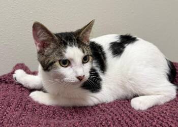 Amore -  Domestic Medium Hair Cat for Adoption in Yankton, South Dakota - Amore | PetCurious