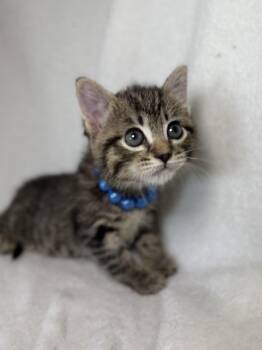 Domestic Short Hair and Tabby Cats Available for Adoption in Greensboro, North Carolina - Spanky | PetCurious