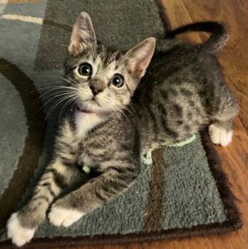 Rescue Domestic Short Hair Cats for Adoption in North Charleston, South Carolina - 87441a Timon | PetCurious