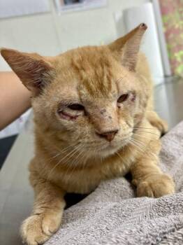 Domestic Short Hair Cats Available for Adoption in San Antonio, Texas - Zarrubo | PetCurious