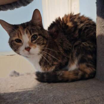 Myrtle -  Domestic Short Hair Cat for Adoption in Beulaville, North Carolina - Myrtle | PetCurious